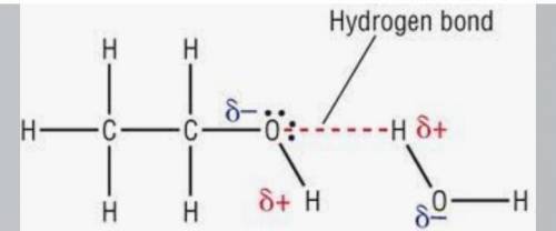 Draw a diagram to explain Hydrogen bonding between two ethanol molecules.