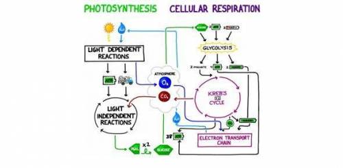 The products of cellular respiration are of photosynthesis 0 products O unrelated O reactants O depe