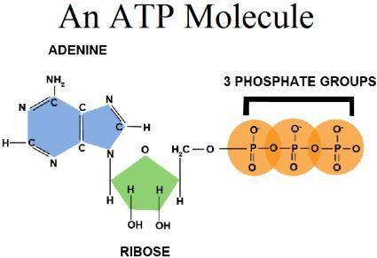 Which of the following is a way ATP is used in cellular processes? Select all that apply.

detoxific
