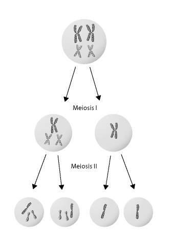 What chromosomal disorder is illustrated in figure 14–9?