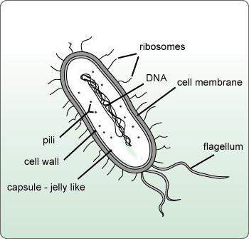 Which image is a correctly labeled prokaryotic cell?