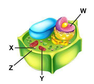 Examine the diagram of a cell. which accurately labels the lysosome?  w x
