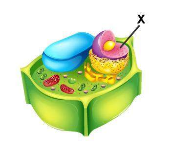Examine the diagram of a cell. which organelle is marked with an x?