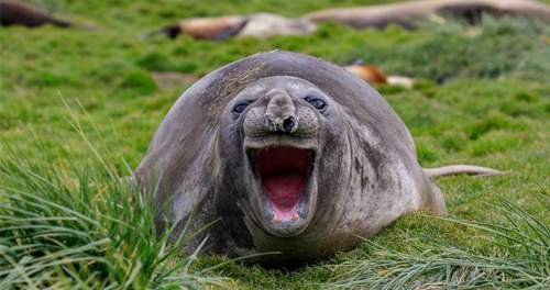 How many snorts does it take a seal to look like this?