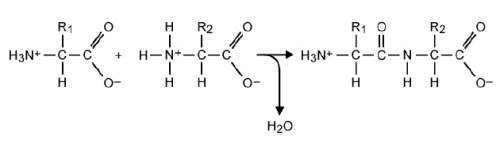 Which term describes this reaction?  addition condensation elimination subst