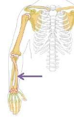 Which bone is indicated by the arrow in the diagram below?  humerus ulna rad