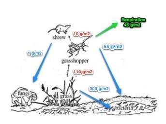 This is a typical grassland food web. it is also a small picture of an important cycle on earth: th