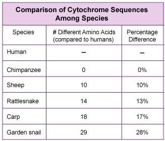 Cytochrome c is a protein found in the electron transport chain of all eukaryotes. the table below s