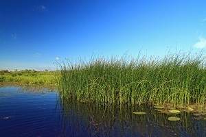Consider a wetland ecosystem similar to the one shown in the image below. in this ecosystem are two