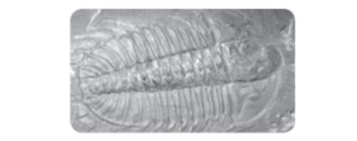 Look at this picture of a trilobite. life in the ocean once involved these animals, but it no longer