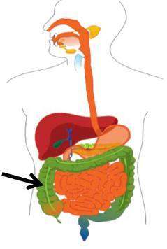 Timed  in the diagram below, which organ of the excretory system is at the end of the arrow? &lt;