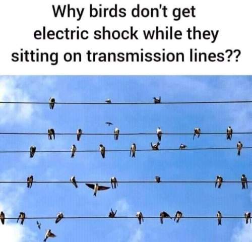 Why birds don’t get electric shock while they’re sitting on transmission lines? ?