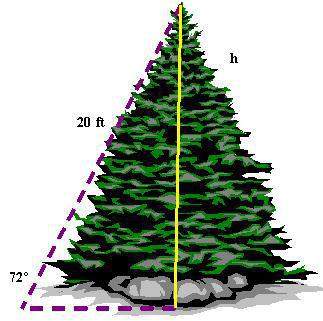 Aspruce tree is approximately the shape of a cone with a slant height of 20 ft. the angle formed by