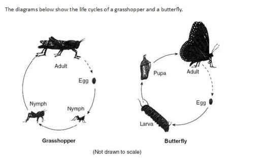 Describe one difference in the pattern of development of the grasshopper and the pattern of developm