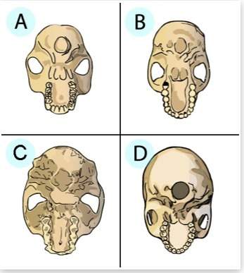 Of the skulls below, which one shows the most evidence of upright walking?  human evolution