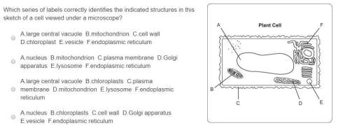Which series of labels correctly identifies the indicated structures in this sketch of a cell viewed
