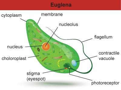 Euglenas are single-celled organisms. what can you confirm about euglenas from this diagram?