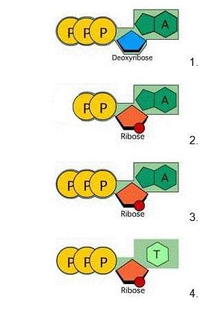 Which of the these diagrams show an atp molecule?