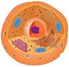 Is the cell in the diagram eukaryota or prokaryotic? explain your answer using the defining charact