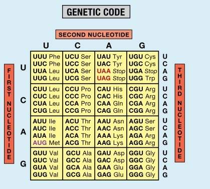 Will give brainliest! asap!  given the mrna sequence ggu-gcu-ccu-auu what would be the portio