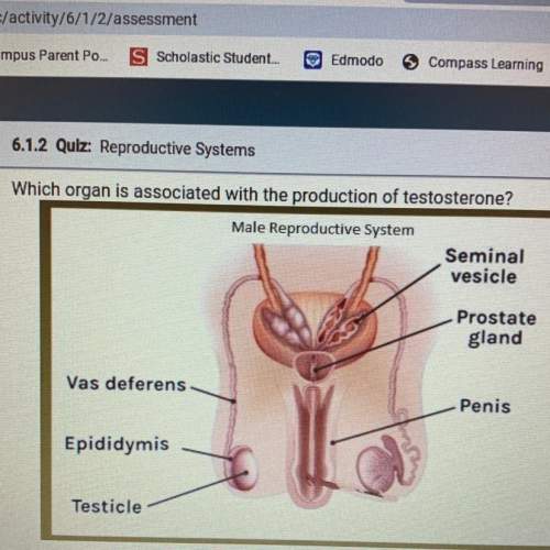 Which organ is associated with the production of testosterone?  male reproductive system