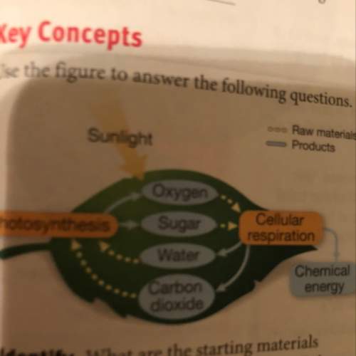 What does the diagram above reveal about the connection between photosynthesis and cellular respirat