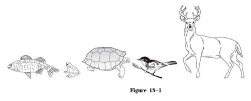 The animals shown in figure 18-1 can all be categorized as what type of animal? what trait is