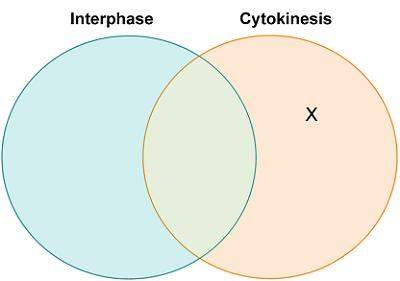 Trudy made this venn diagram comparing interphase and cytokinesis. which statement belongs in the re