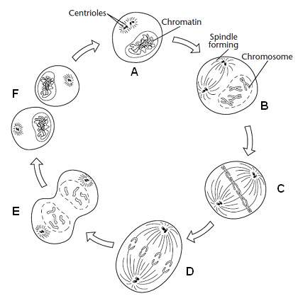 The phase of mitosis shown in step b in the figure 10–7 above is called  a. metaphase