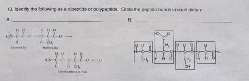 Identify the following as a dipeptide or polypeptide. circle the peptide bonds in each picture.