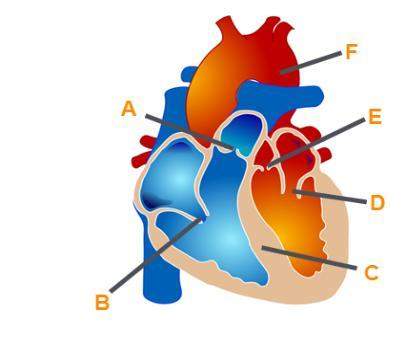 20 points available identify the structures of the heart. label a labe