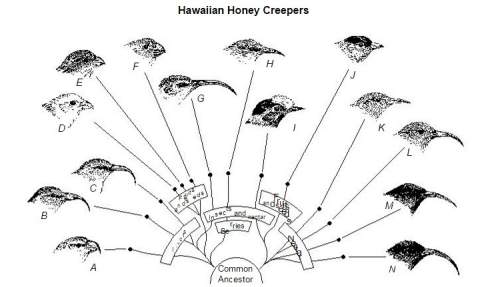 Some of the birds that could not compete with the honey creepers were successful living on other isl