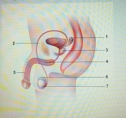 Identify and label the numbered parts of the male reproductive system in the diagram.