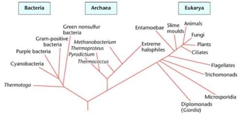 According to the phylogenetic tree, which domains are more genetically related ?  a. eukarya a