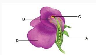 Which structure shows where pollen grains develop?  a. structure b b. structure d&lt;