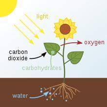 Answer now for brainliest and 50 pointsexplain the process of photosynthesis in a