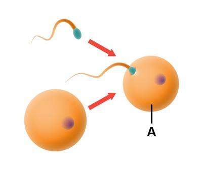 the diagram shows sexual reproduction. what is forming at point a?