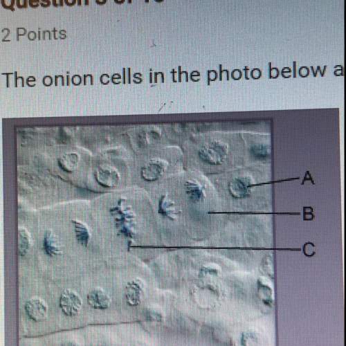 the onion cells in the photo below are dividing. which part of an onion cell is labeled