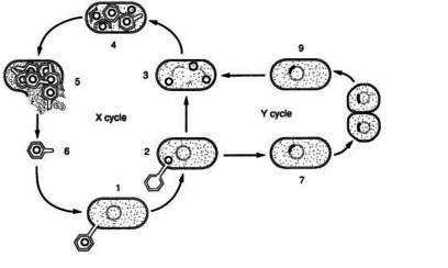 In the above diagram, which cycles represents lytic infection of a cell by a bacteriophage? (1 poin