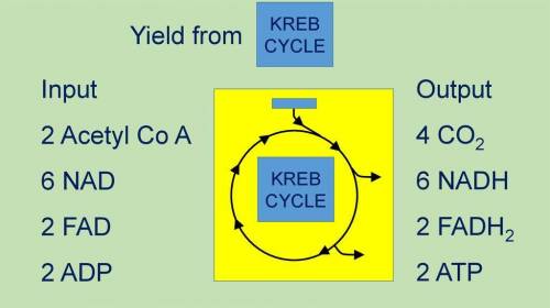What are Krebs cycle inputs and outputs?
