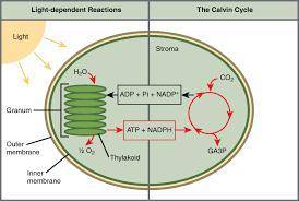 What is required for LIGHT DEPENDENT reactions to occur in plants?