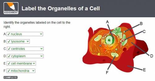 A

B
Identify the organelles labeled on the cell to the
right.
A
B
С
D
D
E
E
F
F
DONE
