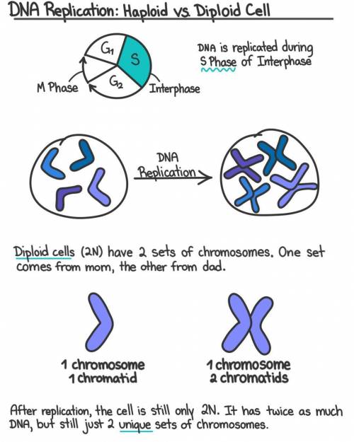 Biology In which stage of the cell cycle does dna duplicate