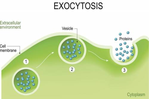 31. What type of transport is shown in the picture?

a. Facilitated Diffusion
b. Exocytosis
c. Osmos