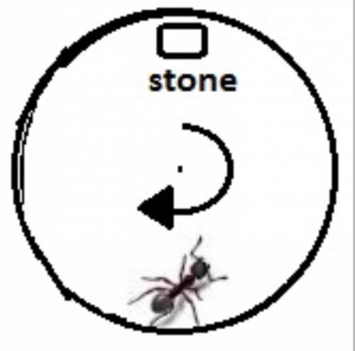 An ant and a stone are on a circular disc, which is rotating at a constant speed. The stone is fixed