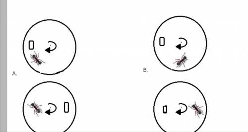 An ant and a stone are on a circular disc, which is rotating at a constant speed. The stone is fixed