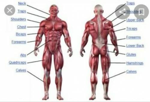 Muscle breakdown chart