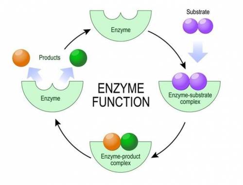 What is the most likely result if the shape of the enzyme changes?