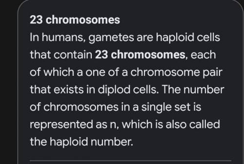 How many chromosomes are in a human gamete ?