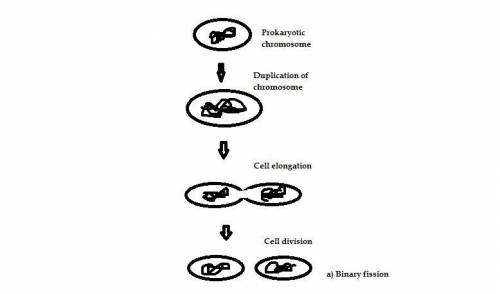 Type of reproduction takes place in archaebacteria and eubacteria